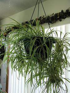 spider plant-air-purifying plants, Milford, Sudbury MA